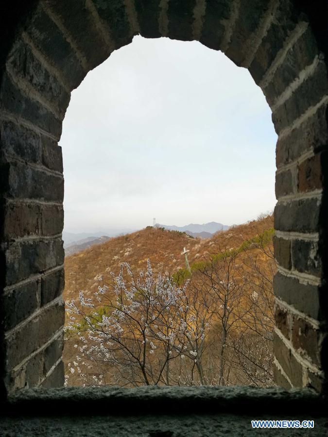 (BeijingCandid)CHINA-BEIJING-GREAT WALL-SPRING SCENERY (CN)