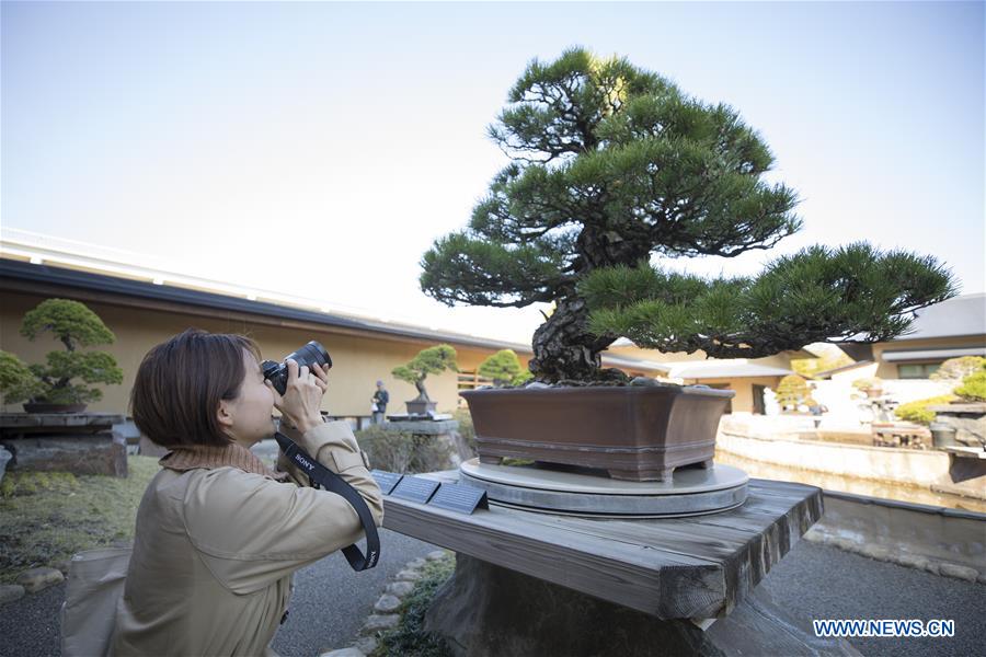 JAPAN-SAITAMA-BONSAI ART MUSEUM