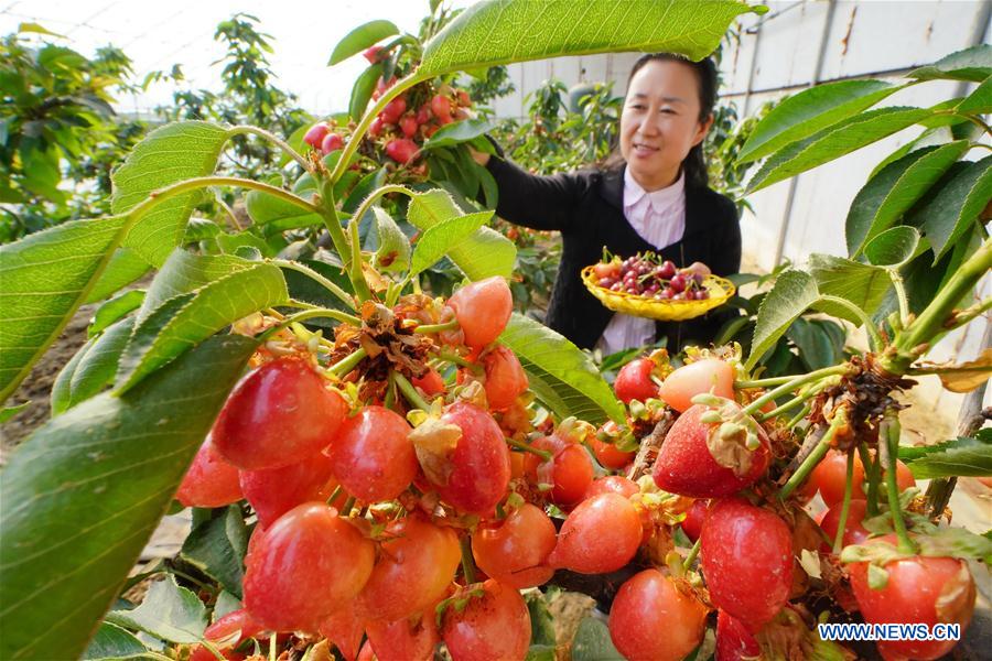 CHINA-HEBEI-AGRICULTURE-DEVELOPMENT (CN)