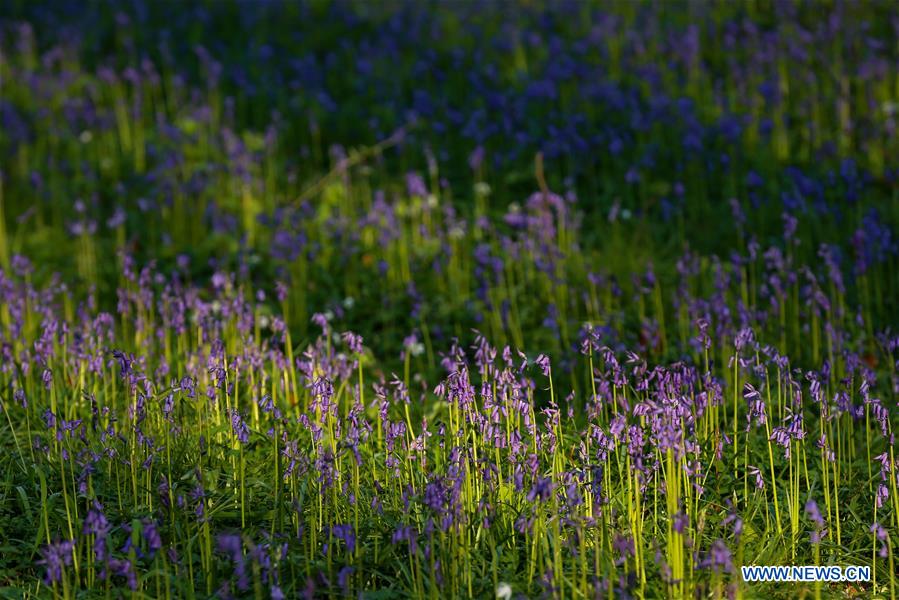 BELGIUM-BRUSSLES-NATURE-BLUEBELLS