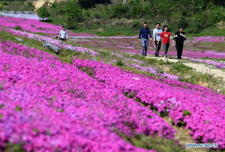 CHINA-ANHUI-FLOWERS-TOURISM (CN)