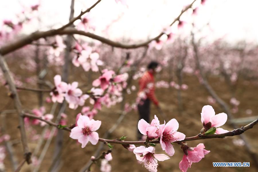 #CHINA-AGRICULTURE-FARM WORK (CN)