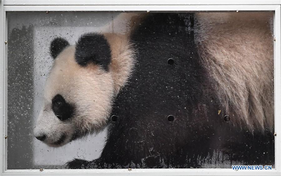 CHINA-SICHUAN-RUSSIA-GIANT PANDA (CN)