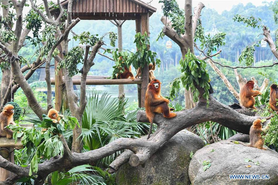 CHINA-GUANGZHOU-GOLDEN SNUB-NOSED MONKEY-NEWBORN (CN)