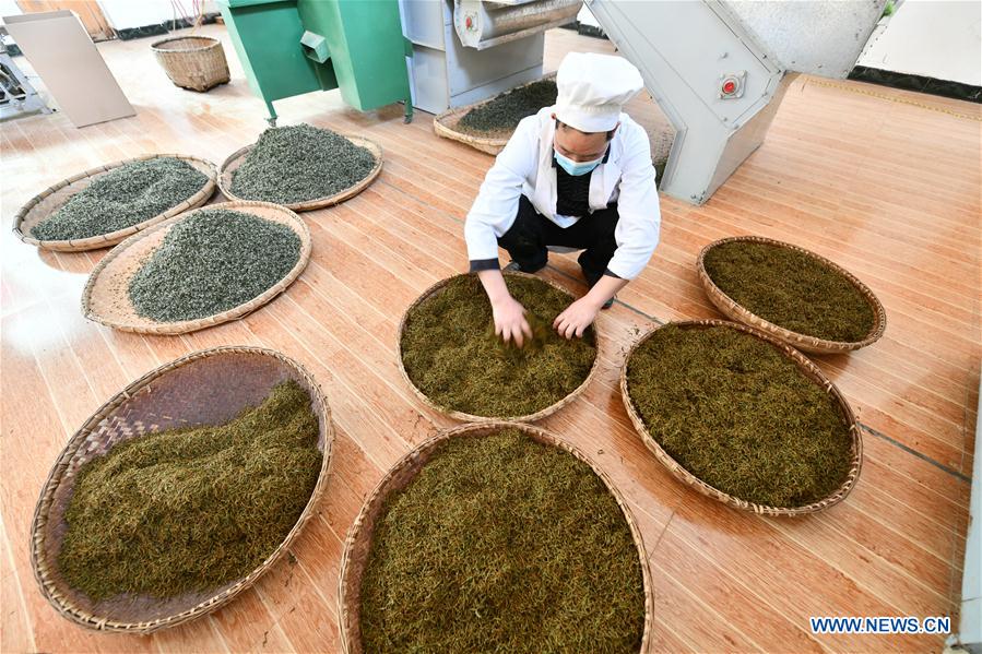 #CHINA-GUIZHOU-FENGGANG-TEA INDUSTRY (CN)