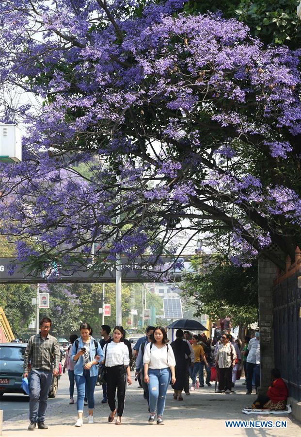 NEPAL-KATHMANDU-JACARANDA-BLOSSOMS