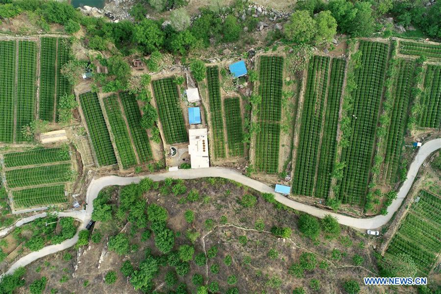 CHINA-HEBEI-LINCHENG-TEA PLANTING (CN)