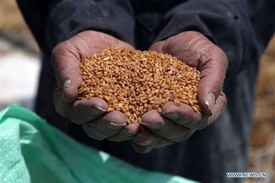 EGYPT-QALYUBIA-WHEAT HARVEST