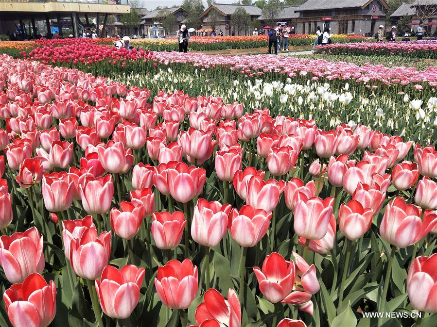 (BeijingCandid)CHINA-BEIJING-HORTICULTURAL EXPO-FLOWERS (CN)