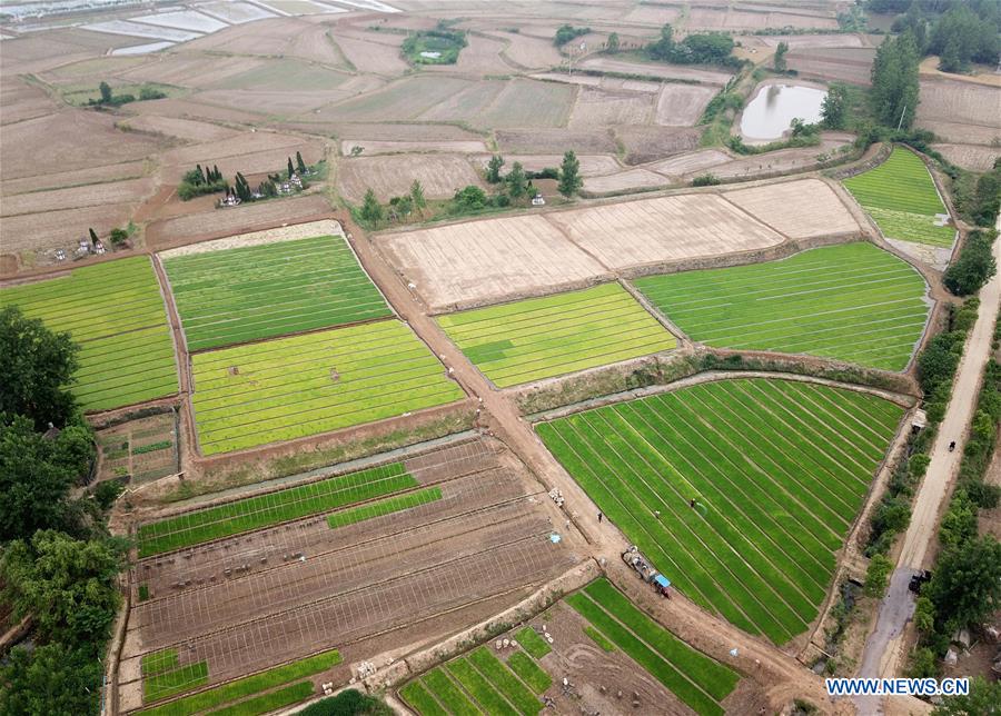 CHINA-ANHUI-QUANJIAO-AGRICULTURE (CN)