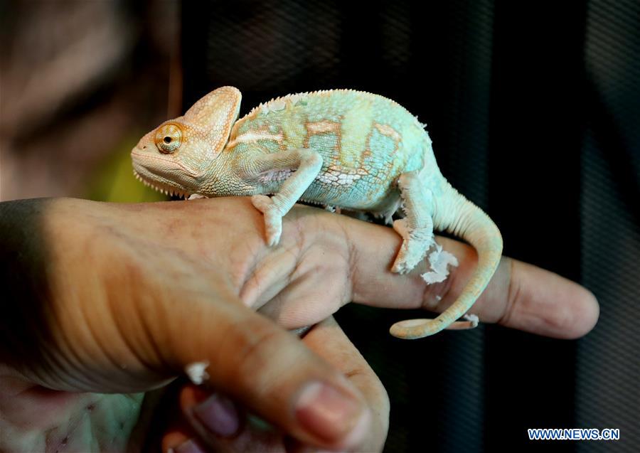 MYANMAR-YANGON-EXOTIC PET LOVER