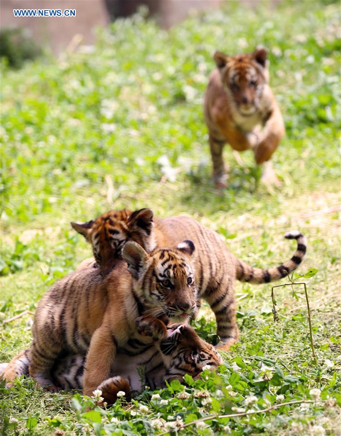 CHINA-HENAN-ZOO-SOUTH CHINA TIGER-CUBS (CN)