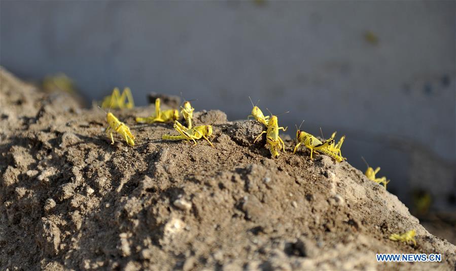 KUWAIT-AHMADI GOVERNORATE-LOCUSTS-PESTICIDE SPRAYING CAMPAIGN