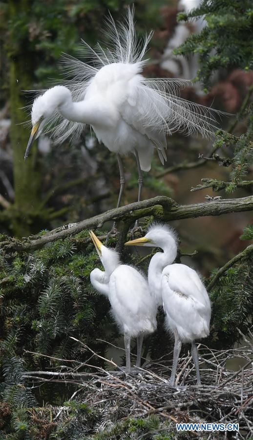 CHINA-JIANGXI-NANCHANG-EGRET (CN)