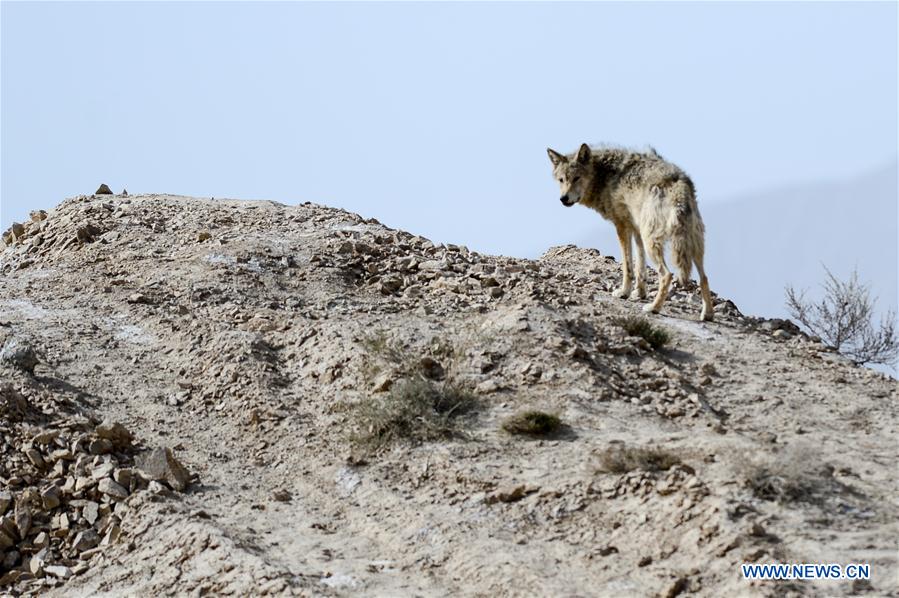 CHINA-XINJIANG-ALTUN MOUNTAINS-WOLVES (CN)