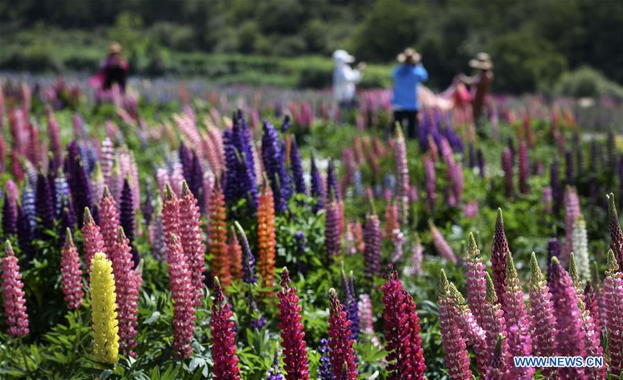 CHINA-SHAANXI-FLOWERS-TOURISM (CN)