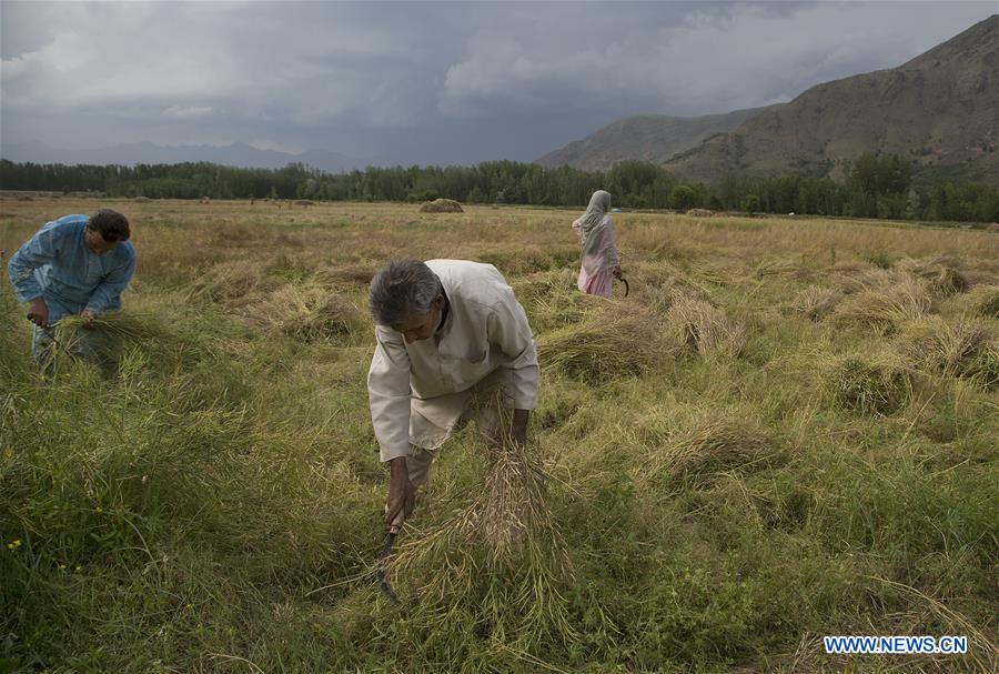 KASHMIR-SRINAGAR-MUSTARD-HARVEST