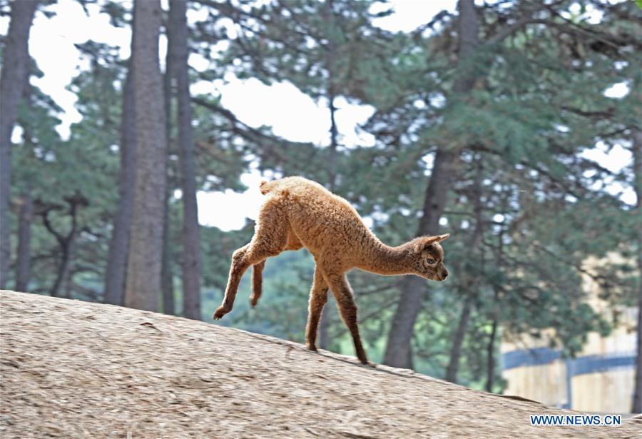 CHINA-SHENYANG-FOREST ZOOLOGICAL GARDEN-ANIMAL CUBS(CN)