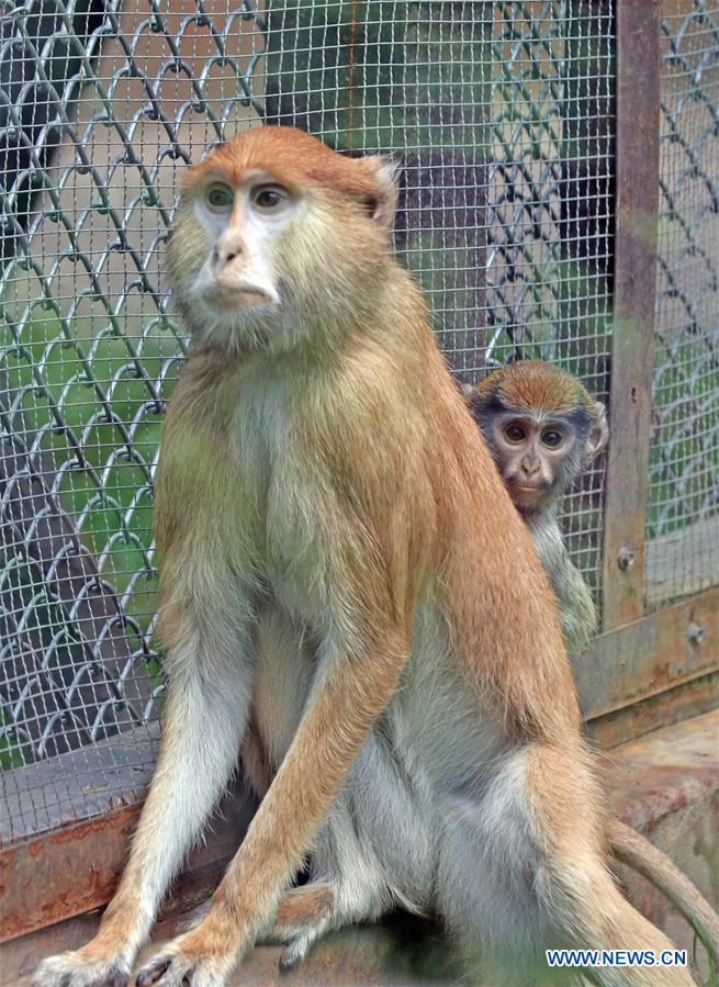 CHINA-SHENYANG-FOREST ZOOLOGICAL GARDEN-ANIMAL CUBS(CN)