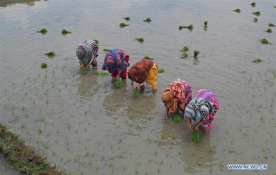 KASHMIR-SRINAGAR-RICE PLANTING