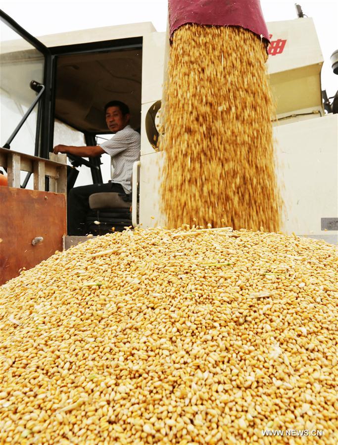 #CHINA-SHANDONG-WHEAT HARVEST(CN)