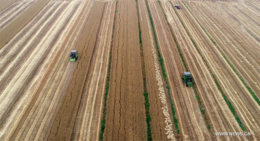 #CHINA-SHANDONG-WHEAT HARVEST(CN)