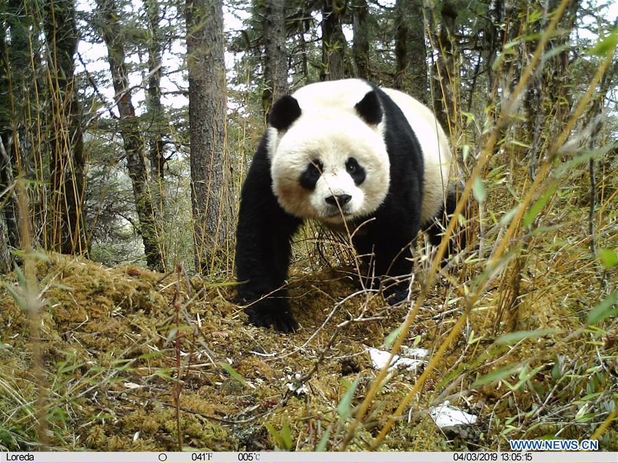 #CHINA-SICHUAN-PANDA-INFRARED CAMERA (CN*)