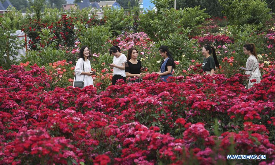 CHINA-SHAANXI-LUONAN-ROSE GARDEN (CN)