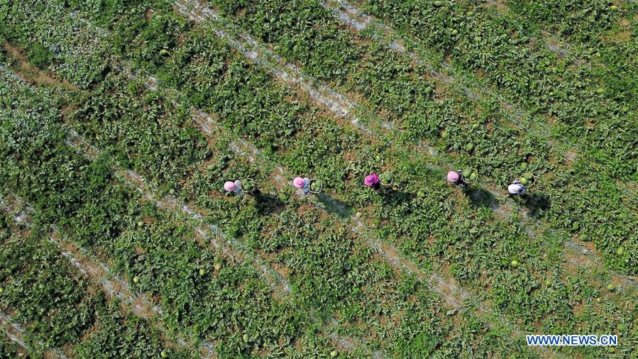 #CHINA-GUIZHOU-BIJIE-WASTELAND-WATERMELON (CN)