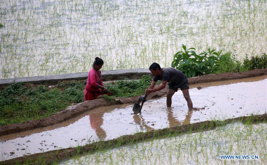 NEPAL-LALITPUR-FARMING