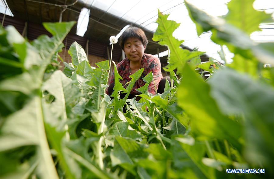 #CHINA-HEBEI-HANDAN-DANDELION-RURAL ECONOMY (CN)