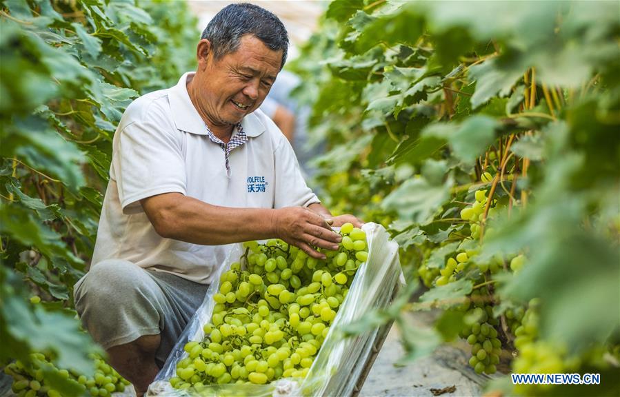 CHINA-HEBEI-ZAOQIANG-GRAPES (CN)