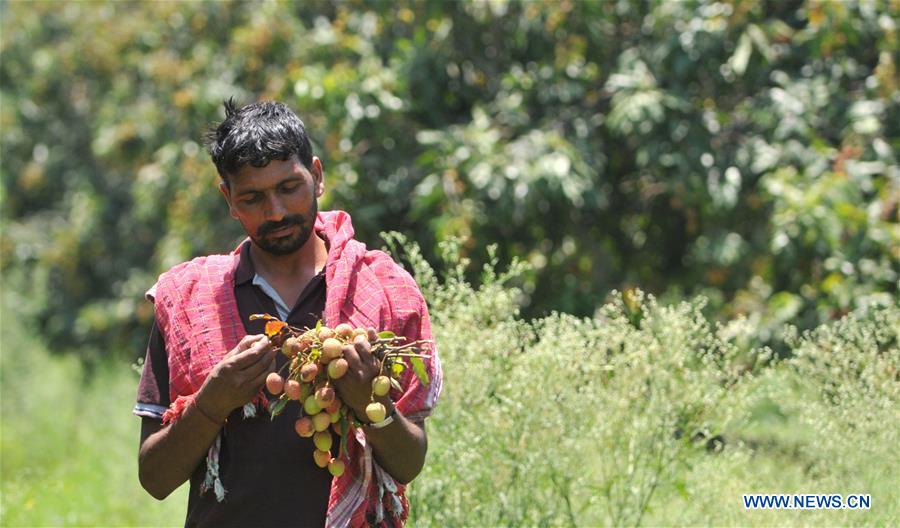 KASHMIR-JAMMU-LITCHI HARVEST