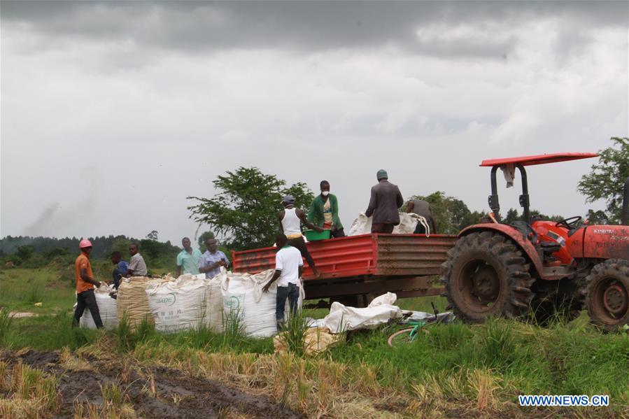 UGANDA-KALUNGU-CHINESE COMPANY-RICE-HARVEST