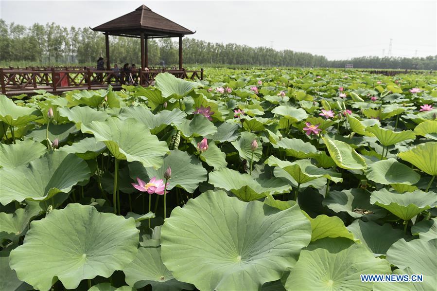 CHINA-HEBEI-LOTUS-TOURISM (CN)