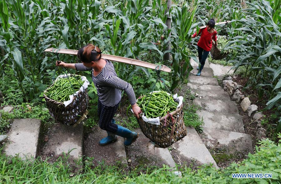 #CHINA-FARMING SEASON (CN)