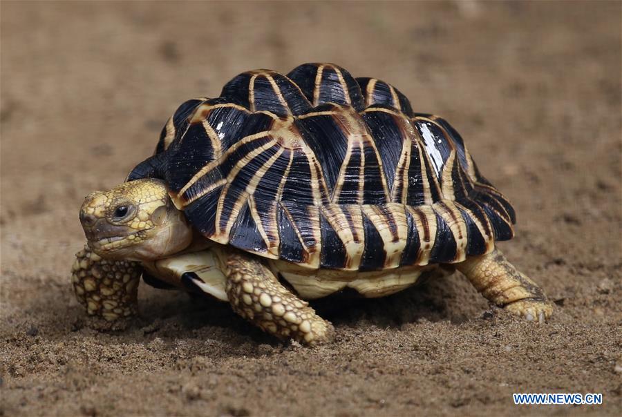 MYANMAR-YANGON-STAR TORTOISE