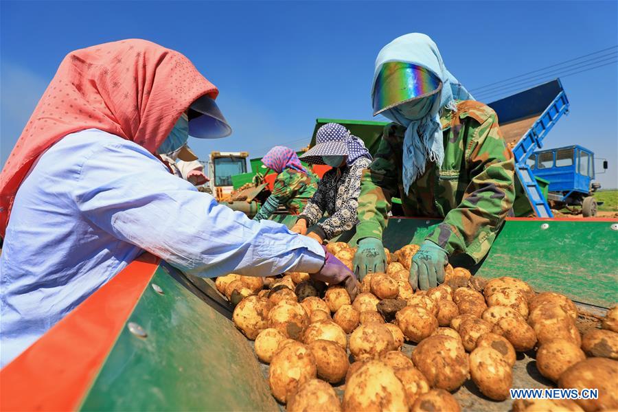 CHINA-HEBEI-AGRICULTURE-POTATO-BUSINESS (CN)