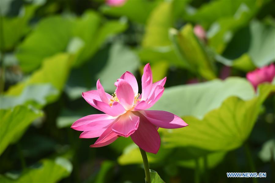 CHINA-INNER MONGOLIA-HOHHOT-LOTUS FLOWER (CN)