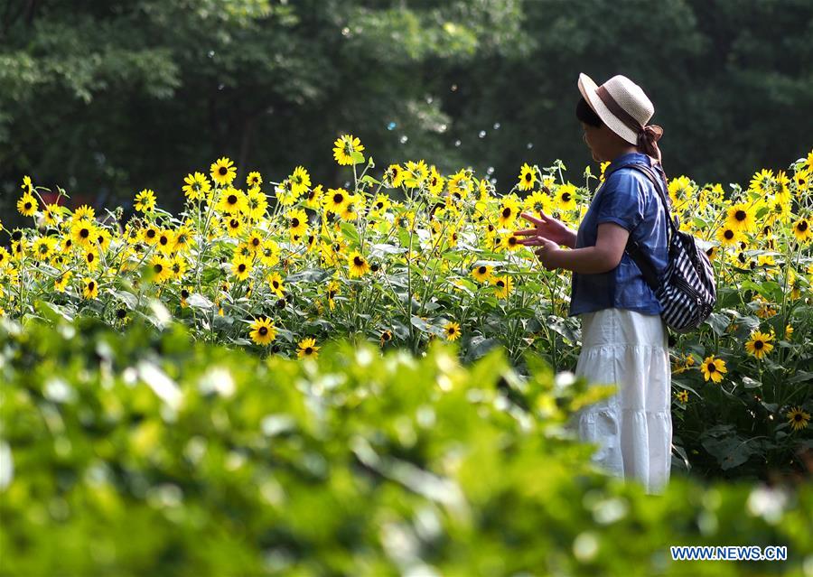 CHINA-SHANGHAI-SUNFLOWERS (CN)