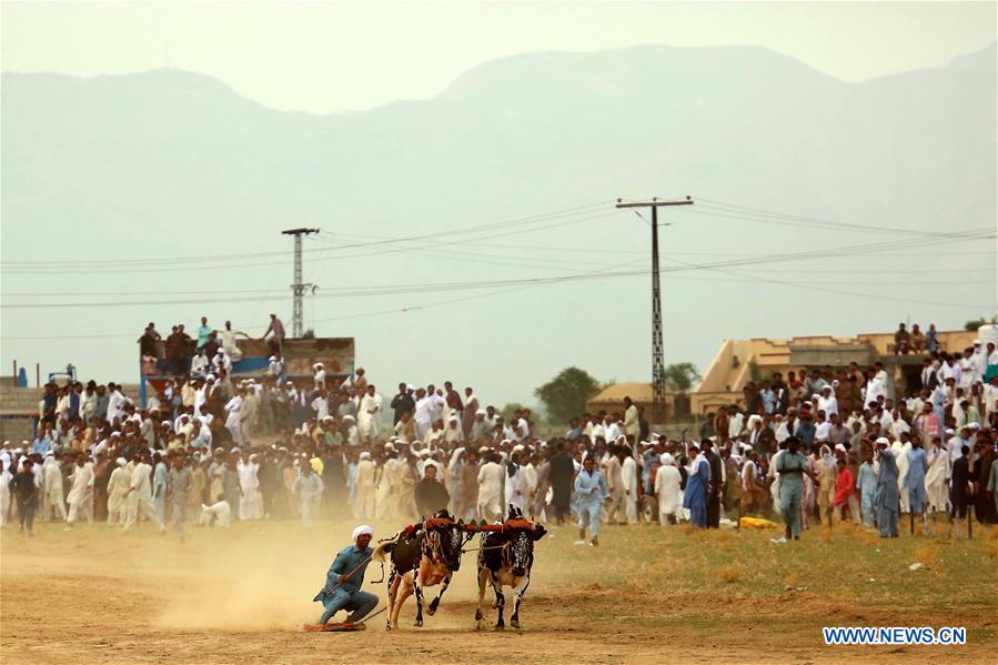 (SP)PAKISTAN-HASAR-BULL RACE