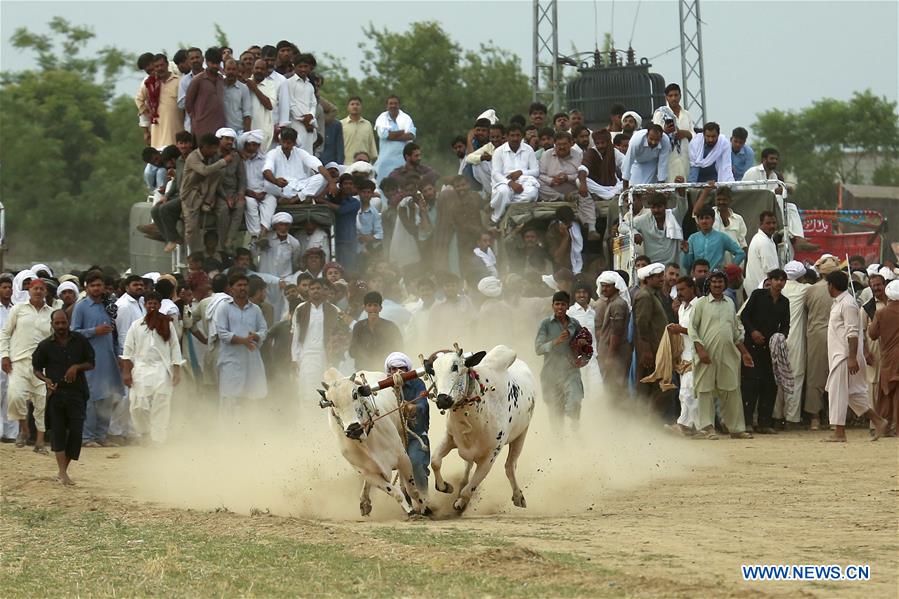 (SP)PAKISTAN-HASAR-BULL RACE