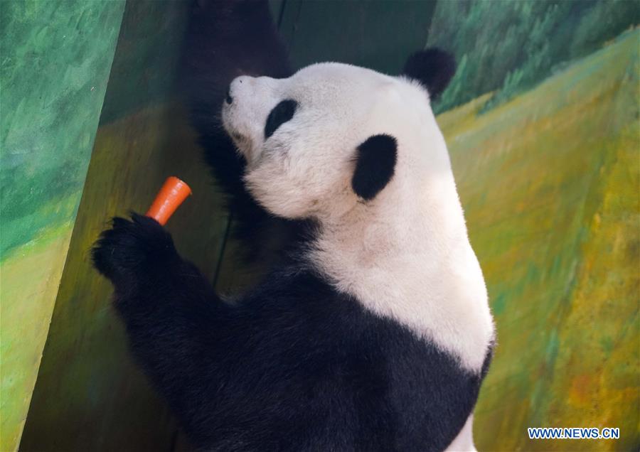 CHINA-HEILONGJIANG-GIANT PANDAS (CN)