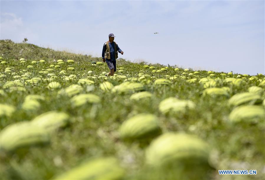 CHINA-NINGXIA-HANJIAOSHUI-AGRICULTURE(CN)