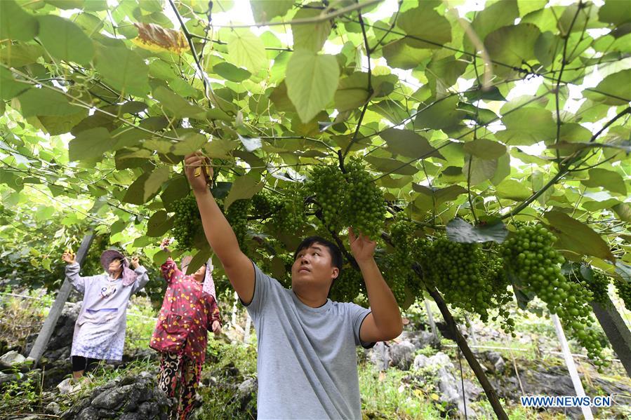 CHINA-GUANGXI-DU'AN-GRAPES-ECONOMY (CN)