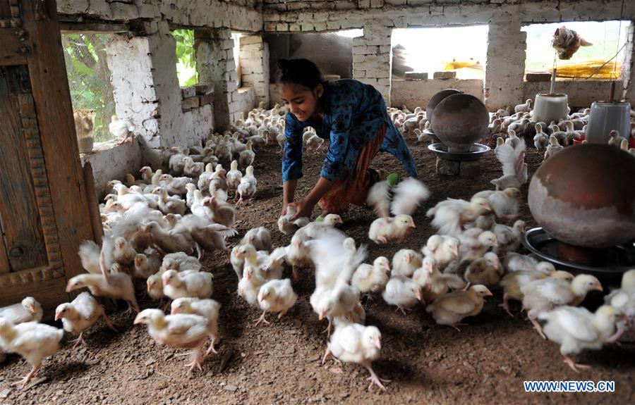 KASHMIR-JAMMU-POULTRY FARM