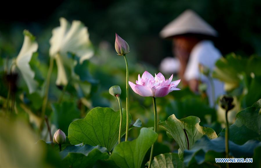 CHINA-SHAANXI-LOTUS FLOWERS (CN)