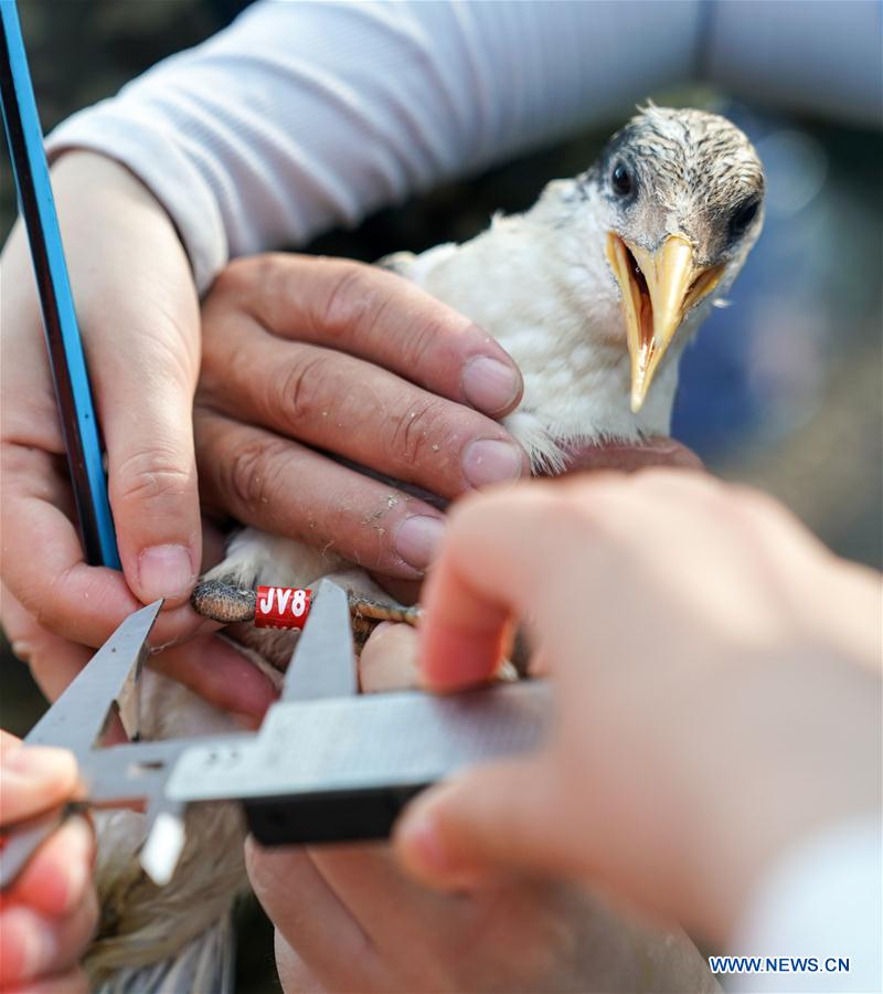 CHINA-ZHEJIANG-NINGBO-CHINESE CRESTED TERN(CN)