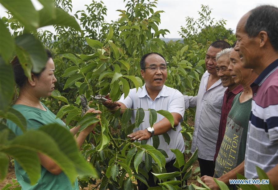 CHINA-SHAANXI-LUONAN-WALNUT(CN)