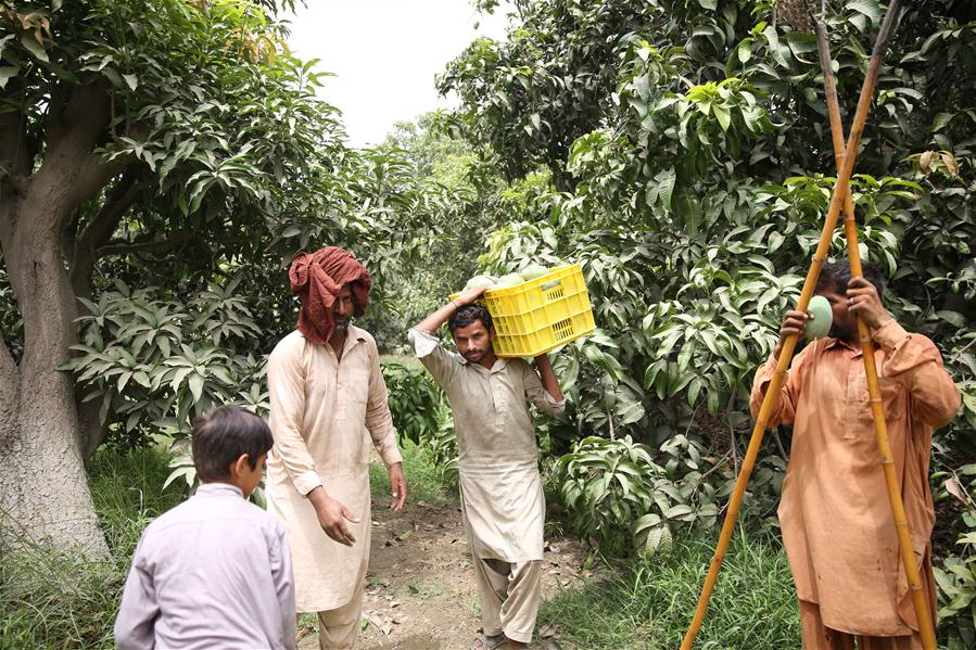 PAKISTAN-VEHARI-MANGO